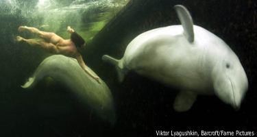 Russian Scientist Swims Naked To Get Closer To Whales 